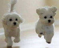 One year membership for two pets